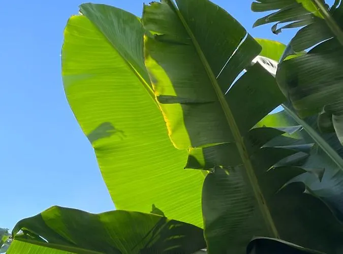 Azores Bagus Surf House *