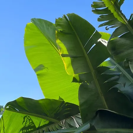 Azores Bagus Surf House *